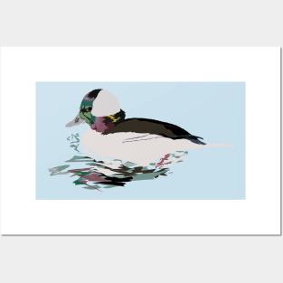 Bufflehead (Male) Posters and Art